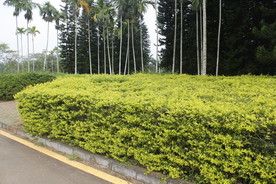 假连翘绿篱应用