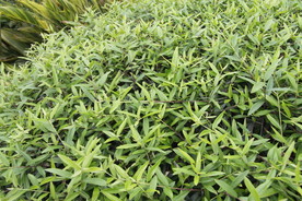 尖叶木樨榄叶子