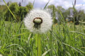 蒲公英花蒲公英飞絮图片