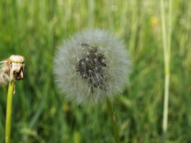 蒲公英花蒲公英飞絮图片