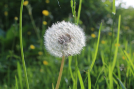 蒲公英花蒲公英飞絮图片