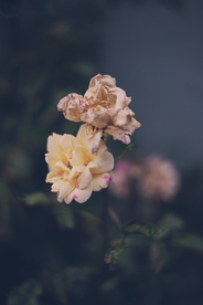 干花捧花瓶花插花图片