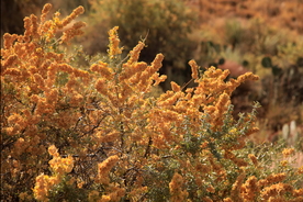 干花捧花瓶花插花图片