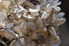 干花捧花瓶花插花图片