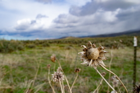 干花捧花瓶花插花图片