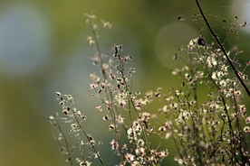 干花捧花瓶花插花图片