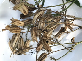 干花捧花瓶花插花图片