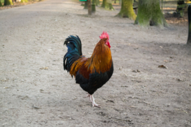 公鸡大公鸡小公鸡图片