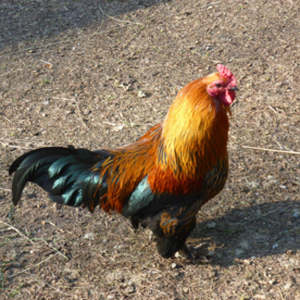 公鸡大公鸡小公鸡图片