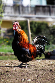 公鸡大公鸡小公鸡图片