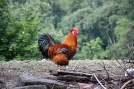 公鸡大公鸡小公鸡图片