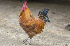 公鸡大公鸡小公鸡图片