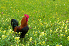 公鸡大公鸡小公鸡图片