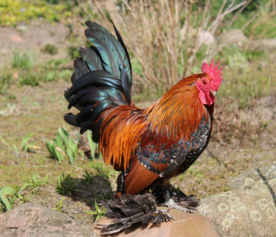 公鸡大公鸡小公鸡图片