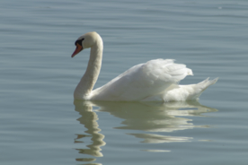 白天鹅空山鸟语图片