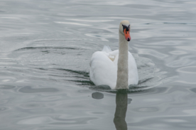 白天鹅空山鸟语图片