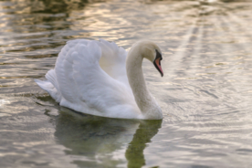 白天鹅空山鸟语图片