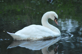 白天鹅空山鸟语图片