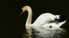 白天鹅空山鸟语图片