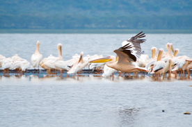 鹈鹕空山鸟语图片
