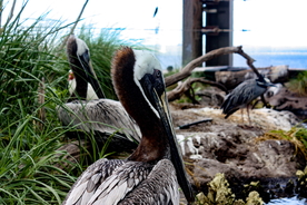 鹈鹕空山鸟语图片