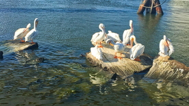 鹈鹕空山鸟语图片