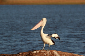 鹈鹕空山鸟语图片