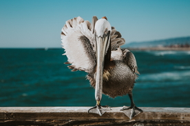 鹈鹕空山鸟语图片