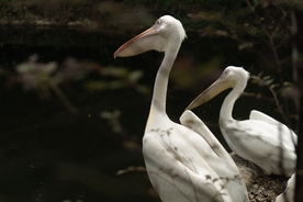 鹈鹕空山鸟语图片