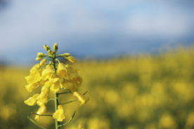 油菜花菜籽花图片