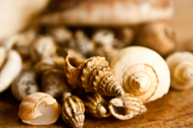 海螺贝壳唯美图片