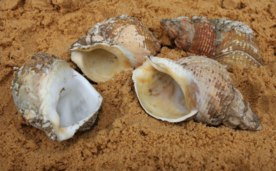 海螺贝壳唯美图片