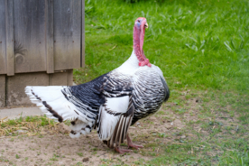 火鸡空山鸟语图片