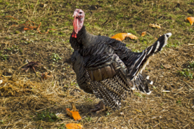 火鸡空山鸟语图片