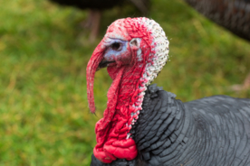 火鸡空山鸟语图片