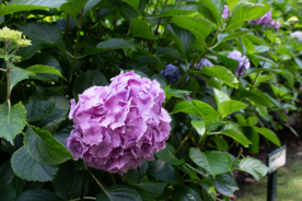 绣球花八仙花清新图片