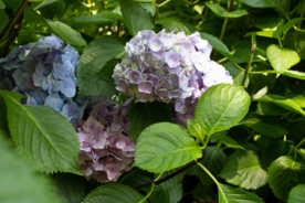 绣球花八仙花清新图片