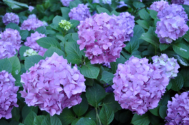 绣球花八仙花清新图片