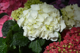 绣球花八仙花清新图片