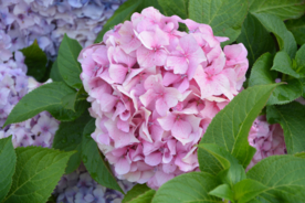 绣球花八仙花清新图片