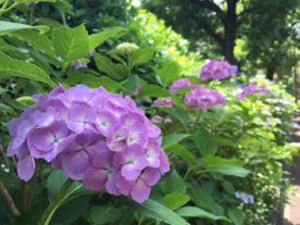 绣球花八仙花清新图片