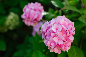 绣球花八仙花清新图片