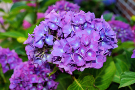 绣球花八仙花清新图片