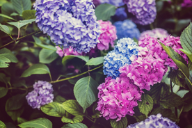 绣球花八仙花清新图片