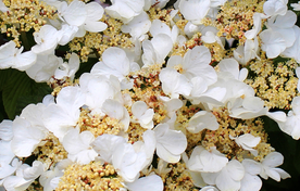 绣球花八仙花清新图片