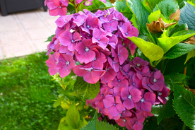 绣球花八仙花清新图片