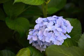 绣球花八仙花清新图片
