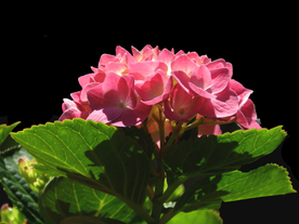 绣球花八仙花清新图片