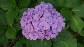 绣球花八仙花清新图片