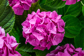 绣球花八仙花清新图片
